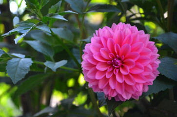 Closeup bright pink Dahlia Serenity Waterlilly blossom with dark green leaves. Gardening , planting dahlia flowers concept.