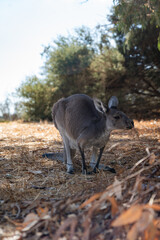 Grey Kangaroo on Heirisson Island