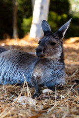 Grey Kangaroo on Heirisson Island