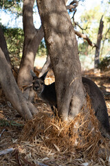 Grey Kangaroo on Heirisson Island