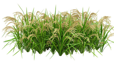 Fototapeta premium Rice Plants with Golden Grains