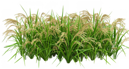 Rice Plants with Golden Grains