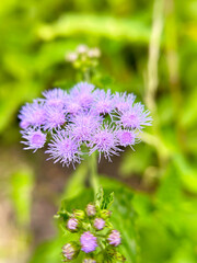 アゲラタムのクローズアップ