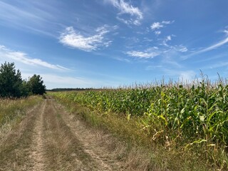 Field of ripe corn bushes on the field