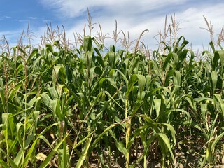Field of ripe corn bushes on the field