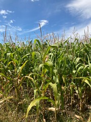 Obraz premium Field of ripe corn bushes on the field