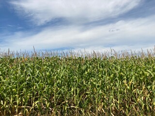 Field of ripe corn bushes on the field