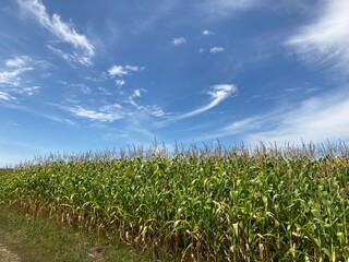 Field of ripe corn bushes on the field