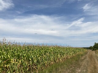 Field of ripe corn bushes on the field