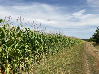 Field of ripe corn bushes on the field
