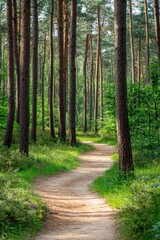 Obraz premium Serene walking path through a lush forest during daytime