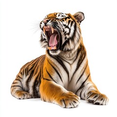 Obraz premium Open mouth portrait of a tiger isolated on transparent background