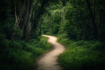Fototapeta premium Winding path through a lush green forest during daylight