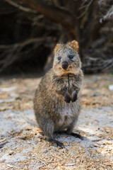 Quokka family on Rottnest island 