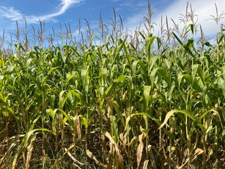 Field of ripe corn bushes on the field