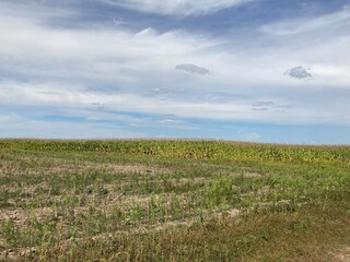 Field of ripe corn bushes on the field