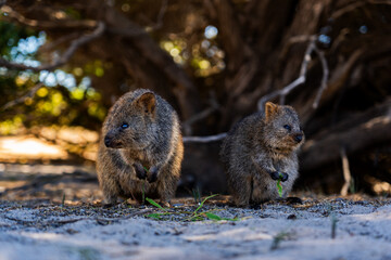 Quokka family on Rottnest island 