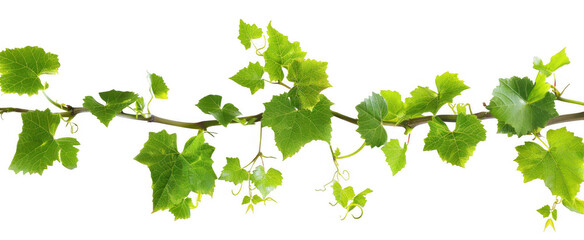 Vine with Green Leaves