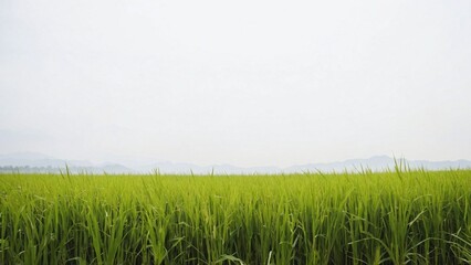 Rice field nature