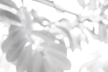 white blurred backdrop of nature, circle white wallpaper, gray bokeh background