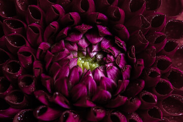 Macro of red purple Dahlia Flower Petals with Dew Drops. Selective focus