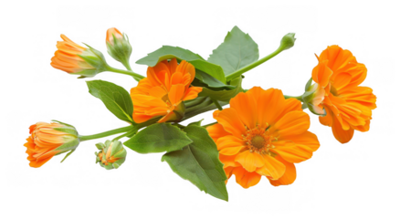 Orange Flowers and Buds