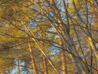 木々のある風景