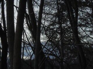 木々のある風景