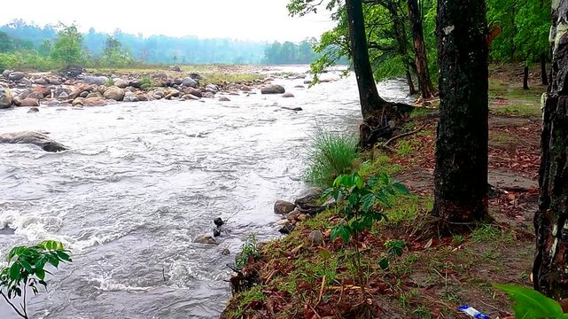 Serene Jaldhaka River Flowing Through Dooars, West Bengal