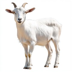 Obraz premium Image of a goat isolated on a transparent background, PNG file.