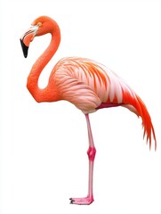 A pink flamingo is pictured standing on white, transparent background