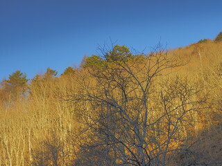 Fototapeta premium 紅葉が終わり間近