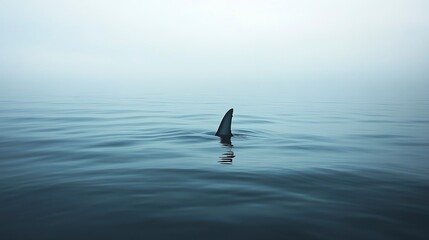 Fototapeta premium A lone shark fin cuts through the tranquil surface of the ocean in a serene yet eerie natural scene