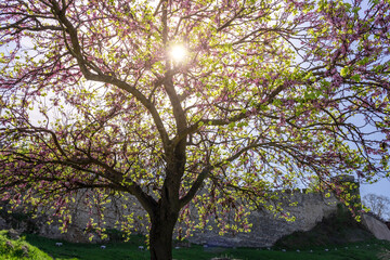 A tree with pink flowers is in the foreground of a field