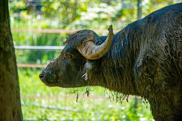 Wasserbüffel im Nürnberger Tierpark