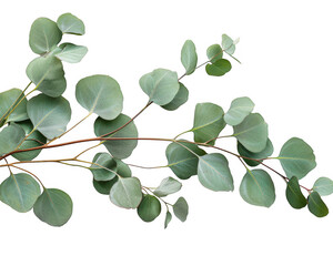 Obraz premium Eucalyptus Branches
