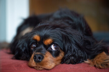 Liegender Calvalier King Charles Spaniel