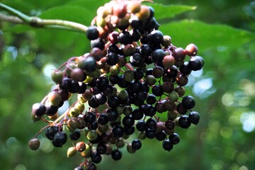 Close Up von den dunklen Beeren eines Schwarzer Holunder Baums an einem grünen Zweig im Wald
