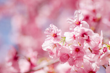 春の陽射しの中で咲く満開の桜