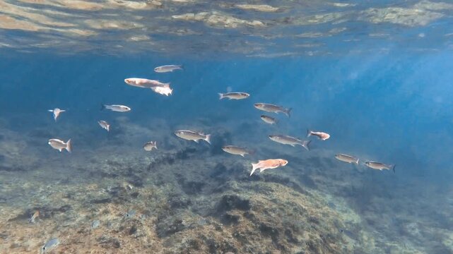 shoal of flathead gray mullet or mugil cephalus