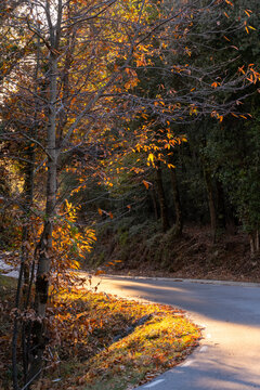 This image showcases a winding road bordered by trees with autumn foliage, illuminated by the soft, golden sunlight, creating a serene and scenic view perfect for a drive in Montseny in Spain