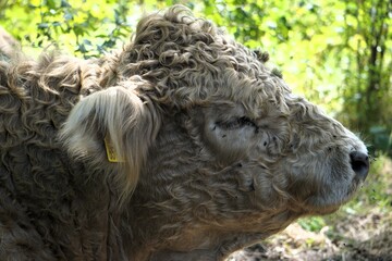 Seitliches Profil Close Up vom mit wolligem Fell überzogenen Kopf eines schottischen Galloway Rind