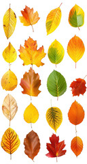 Fototapeta premium Autumn Leaves Collection