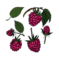 Raspberry, fresh garden red berry. Set of icons of ripe sweet berries. Natural organic summer products, vitamin nutrition. Flat graphic vector illustration on white background.