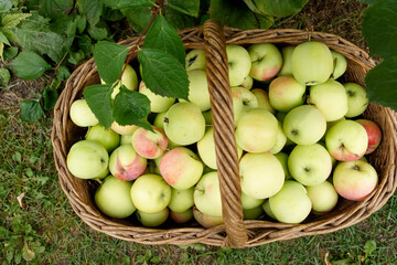 Large basket with fresh apples, autumn orchard harvest