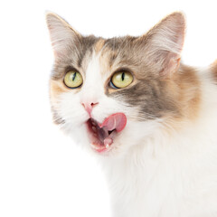 Obraz premium Fluffy long hair cat sitting isolated on the white background