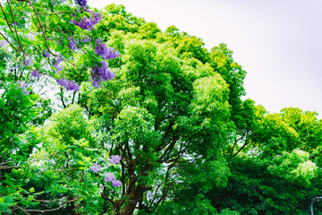 green tree in the gardensky