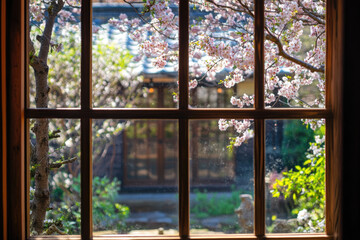 Fototapeta premium Cherry Trees in Full Bloom Viewed Through a Japanese Tea Garden