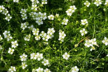 Flower of a heath pearlwort plant, Sagina subulata.