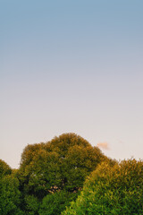 Vibrant sunset sky with lush green trees creates a serene landscape